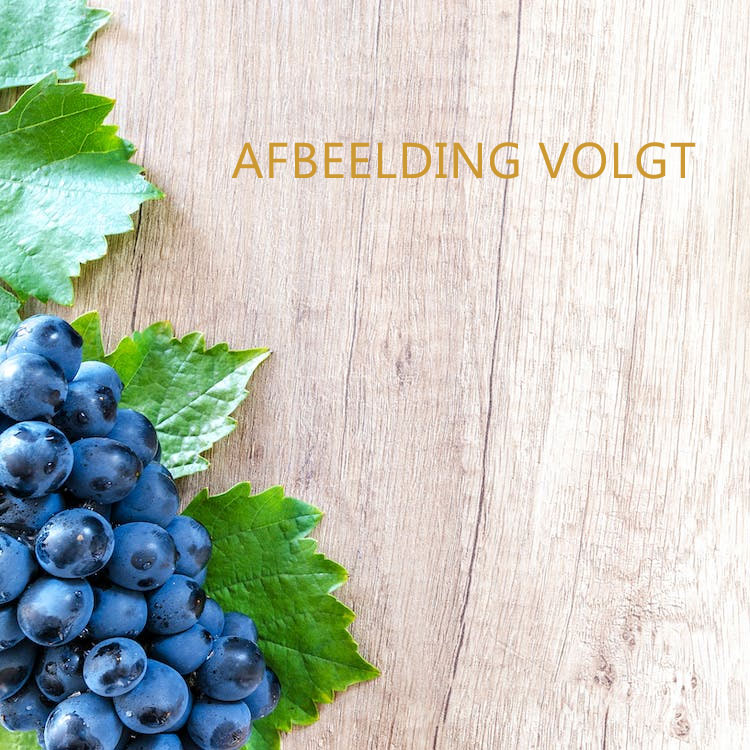 Oynos Pinot Grigio - Castellani